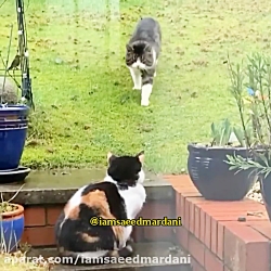 الان با شیوع ویروس کرونا بیشتر...