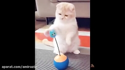 بازی گربه و سگ با اسباب بازی