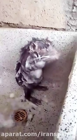 چه خوب خودشو میشوره !!!