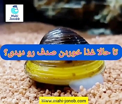 غذا خوردن جالب صدف