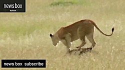 مستند حیات وحش