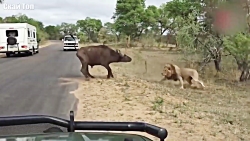 حیات وحش دنیا