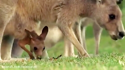 شکار کانگورو توسط کروکودیل