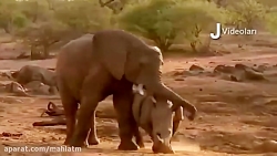 صحنه هایی زیبا از شکار کردن حی...