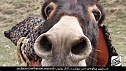 حسن ریوندی - خر شناسی از دیدگا...