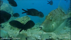 ماهی تک شاخ مشبک: Stephanolepis diaspros