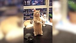 کارهای سوپر خنده دار و بامزه ح...