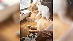 کارهای سوپر خنده دار و بامزه ح...