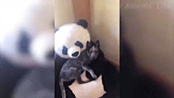 کارهای سوپر خنده دار و بامزه ح...