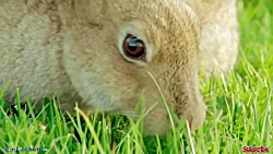 مبارزه حیوانات حیات وحش  راز ب...