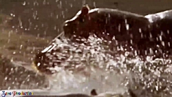 مبارزه حیوانات حیات وحش  راز ب...