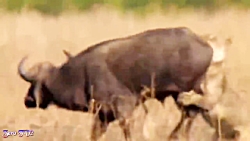 مبارزه حیوانات حیات وحش  راز ب...