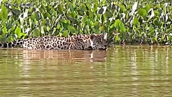 مبارزه حیوانات حیات وحش - راز...