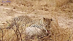 مبارزه حیوانات حیات وحش  راز ب...