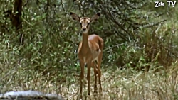 مبارزه حیوانات حیات وحش  راز ب...