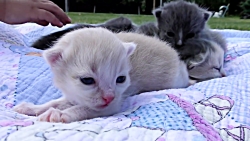 دیانا و اسباب بازی ها - قسمت 1...