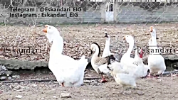 خرید و نگهداری از تخم نطفه دار غاز - آموزش پرورش غاز