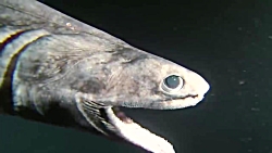 10 موجود ماقبل تاریخی که هنوز...