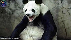 افرادی که در باغ وحش داخل قفس...