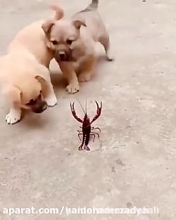 کلیپ خنده دار و باحال