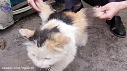 جهش های ژنتیکی حیران کننده ی ح...