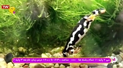 خدا چه آفریده؟ سمندر