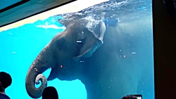 دیانا و روما بازی های شیرین کو...