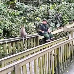 کلیپ خنده دار شوخی با میمون