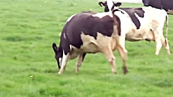 پیرمرد مهربون٬ شعر طولانی کودک...