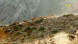 مستند بز وحشی ایرانی، اسرار حی...