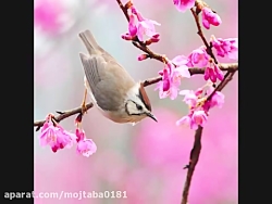 ترانه بهار بهار با صدای ناصر ع...