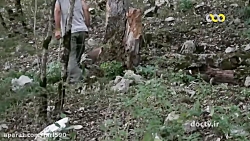 مستند گراز ایرانی، اسرار حیات...