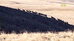 مستند گوسفندان وحشی  اسرار حیا...