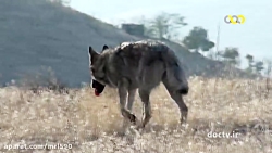 مستند گرگ های ایران  اسرار حیا...