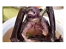 کرونا در سوپ خفاش !