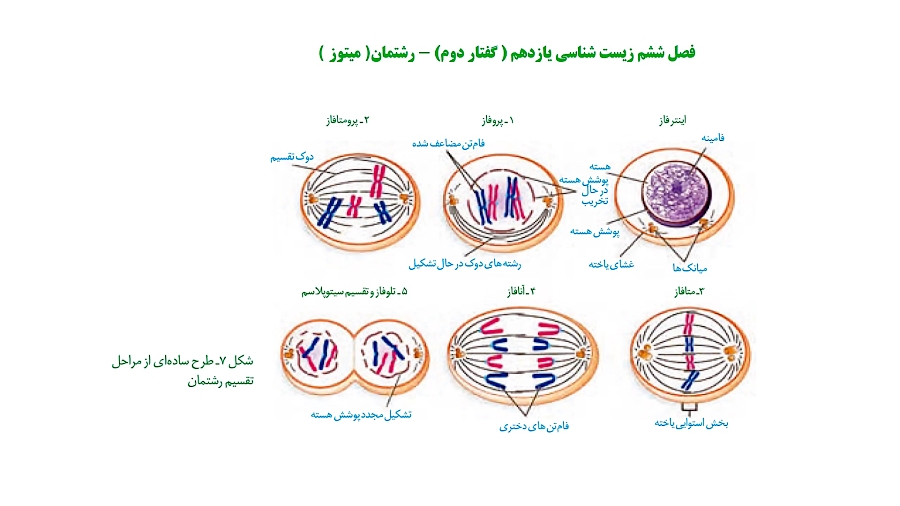 فصل ششم زیست شناسی یازدهم گفتار دوم میتوز مدرس محمد ماهفروزی