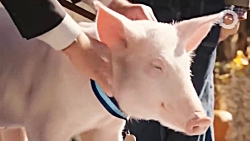 مستند حيات وحش