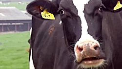 پیرمرد مهربون مزرعه داره 2 کیف...