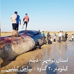 لاشه نهنگ ساحل لیلتین‌ جا...
