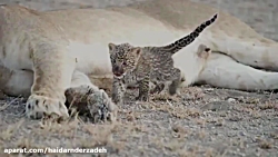 شیر دادن یک ماده شیر به توله پ...