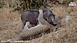 مستند زیبای عجایب حیات وحش