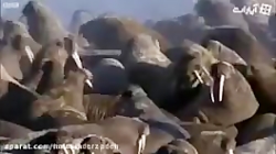 خرس قطبی در شکار