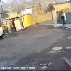 سگ مبتلا ب کرونا و حمله به مرد