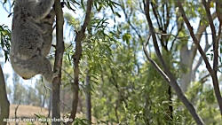 داستانهای dji- شمارش کوآلا