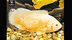 تولید و ساخت اکواریوم آب شیرین...