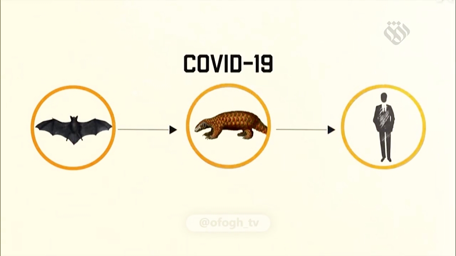 لاشخورهای کرونا