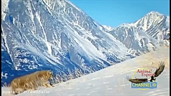 مستند حیات وحش | شکار دیدنی خر...