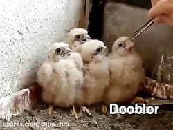 بهترین دوبله ی قرن | صداگذاری