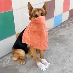 سگ ها هم از کرونا میترسن