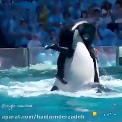 آهنگ عاشقانه جدید